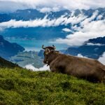 A cow enjoys the view from Hasliberg in the Swiss Heartland