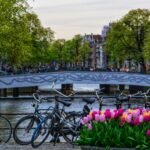Scenic view of bicycles and vibrant tulips on an Amsterdam canal bridge during spring.