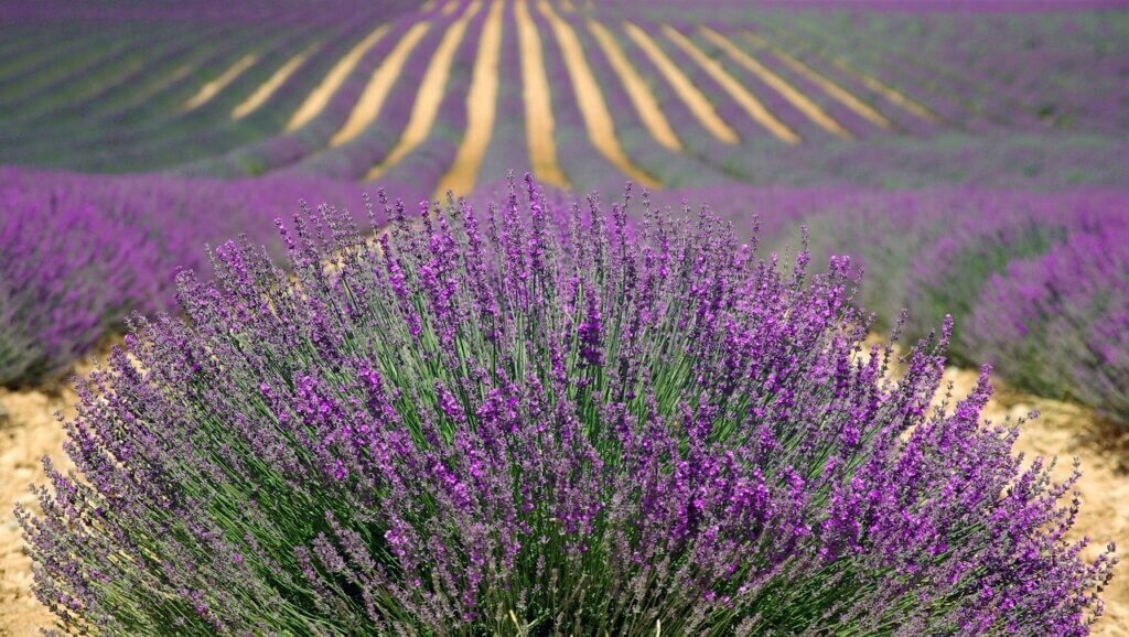 lavenders, flowers, field, farm, lavender farm, purple flowers, lavender field, french lavender, purple, nature, provence, plants, agriculture, countryside, france, herbs, landscape, rural, outdoors, beautiful flowers, flora, bushes, flower wallpaper, flower background, rows